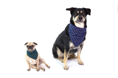 Bandana for your Good Boy